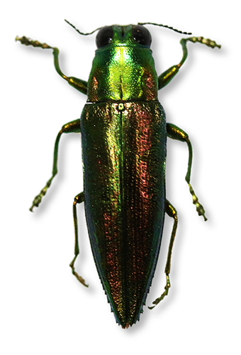 Beetle2.png