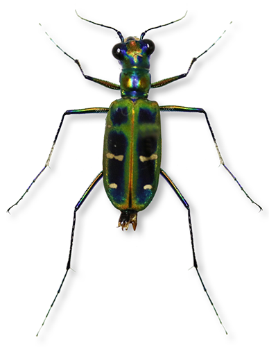 Beetle3.png
