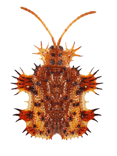 Beetle4.png