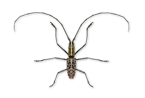 Beetle5.png