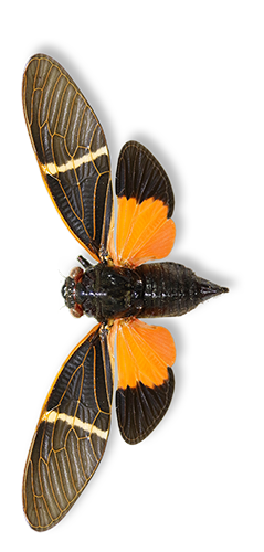 Cicada2.png