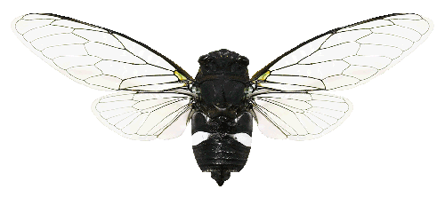 Cicada3.png