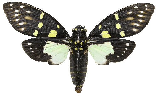 Cicada4.png
