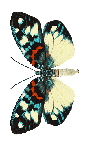 ErasmiaPulchella.png