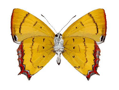 HeliophorusTamu.png
