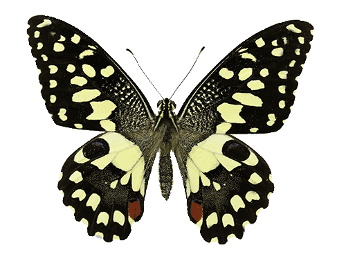 PapilioDemoleus.png