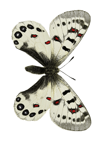 Parnassius.png