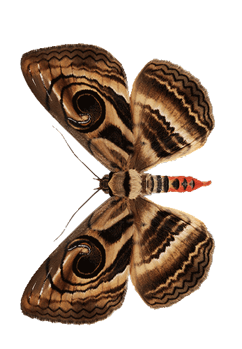 SpiramaRetorta.png
