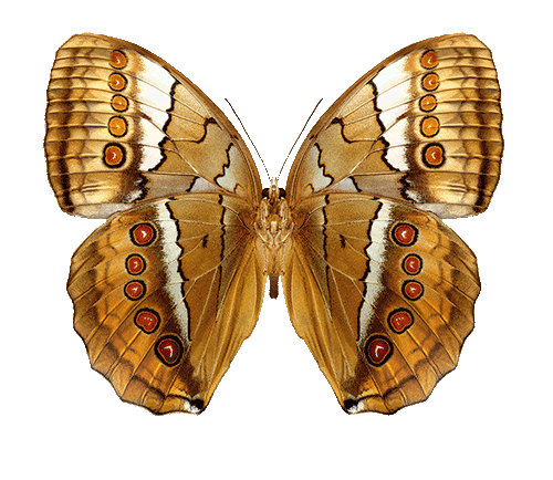 StichophthalmaCamadeva.png