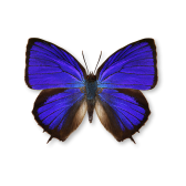 Arhopala amantes