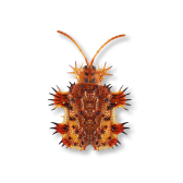 Beetle